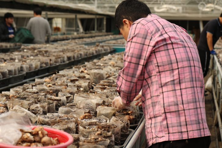 버섯을 따는 종로장애인복지관의 장애인 직원.