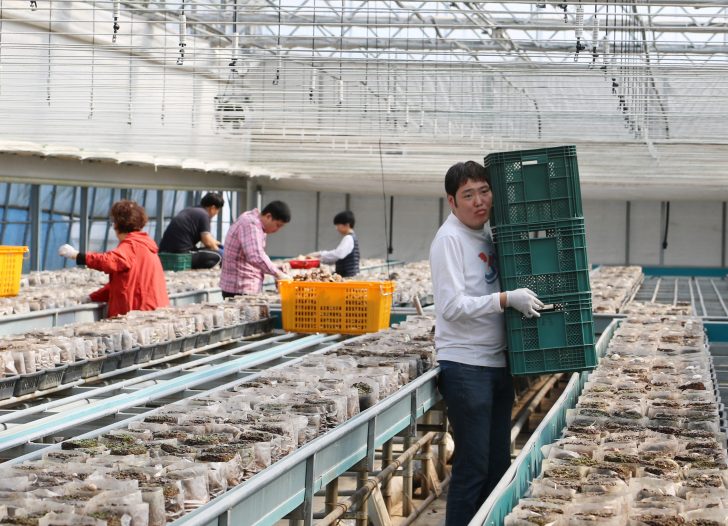 작업을 마친 버섯을 운반하는 모습.