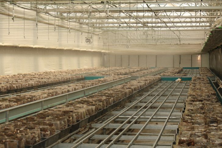 스위치를 작동해 버섯에 물을 주고 있다.