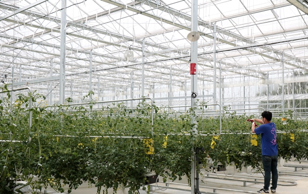 방울토마토가 자라고 있는 푸르메소셜팜 유리온실