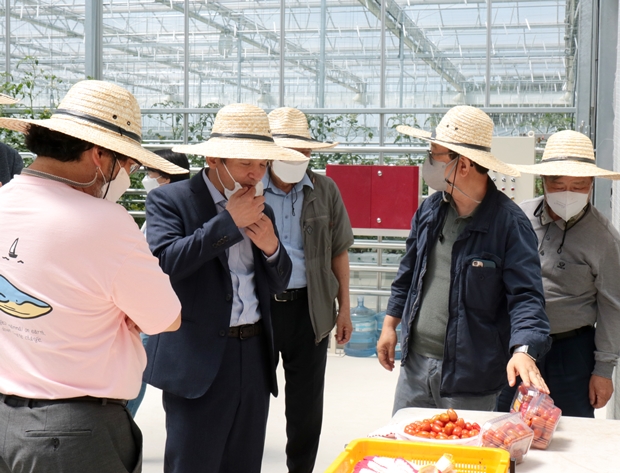 온실에서 막 딴 토마토를 맛보는 회원들