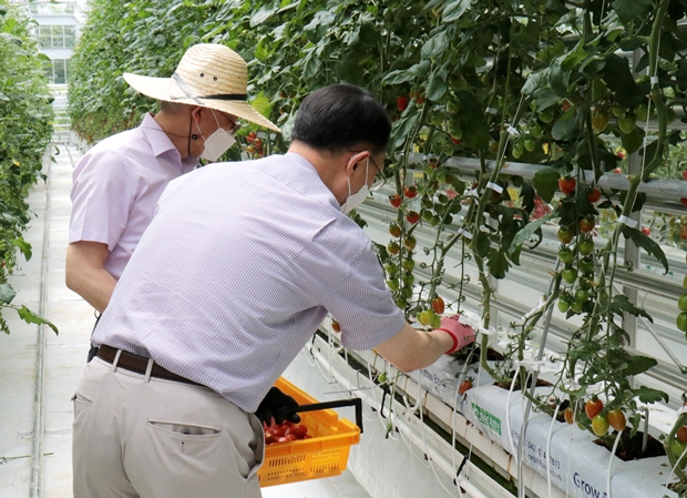 함께 토마토를 따고 있는 임윤명 푸르메재활의원장(앞쪽)과 김윤태 푸르메재단 넥슨어린이재활병원장
