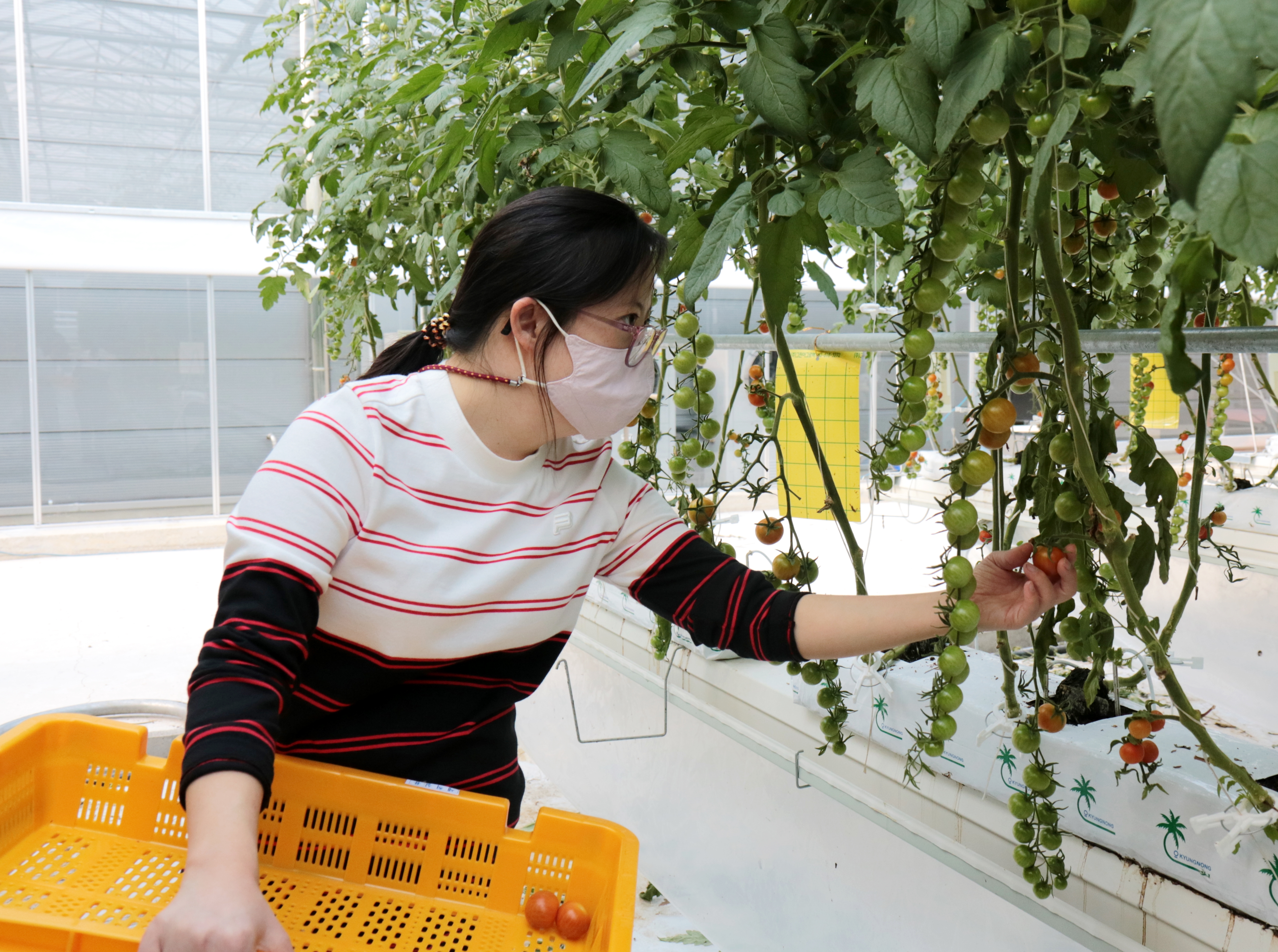 온실에서 방울토마토를 따고 있는 연주 씨