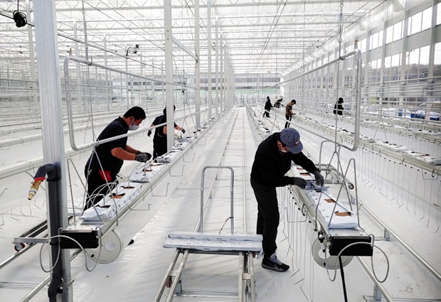 4월 초, 온실에 배지를 설치하고 관수를 꽂습니다