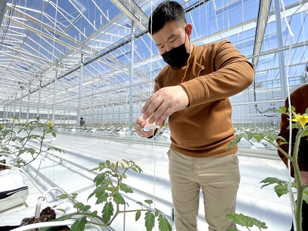 토마토가 유인줄에 잘 기댈 수 있게 집게로 고정해 줍니다.