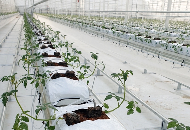 모종을 심은 다음 날 위를 향해 고개를 든 모종들