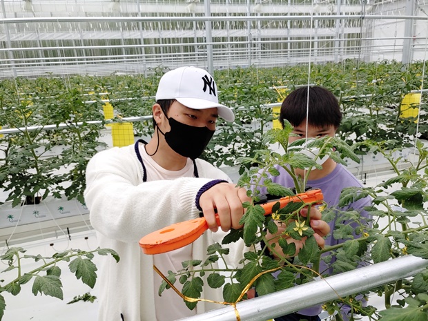 직원들이 결측기를 가지고 다니며 줄기를 유인줄에 고정합니다.