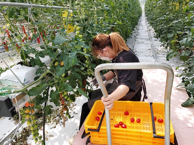5월 말 토마토가 익기 시작했습니다. 레일카를 타고 더위와 싸우며 토마토를 땁니다.