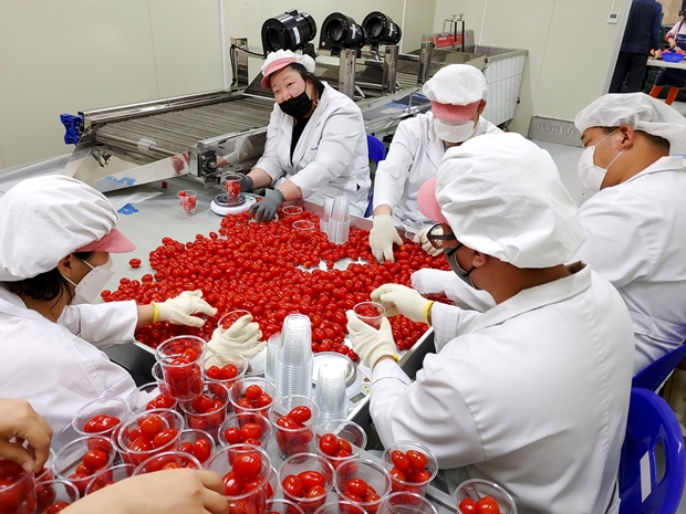 스낵토마토는 고객이 바로 먹을 수 있도록 깨끗이 씻어 포장된 제품입니다.