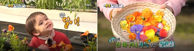 [사진 출처 : KBS Entertain] 서울농원에서 식용꽃 따기 체험을 하는 윌리엄과 벤틀리.