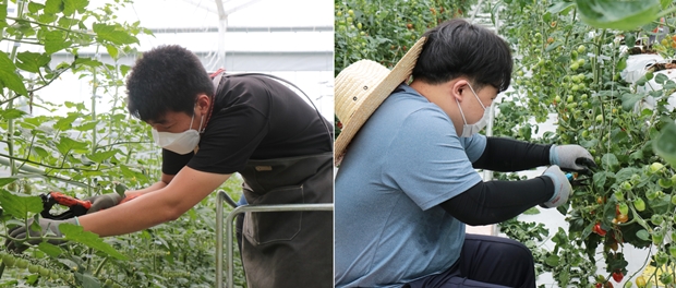 푸르메소셜팜 온실에서 일하고 있는 장애청년들