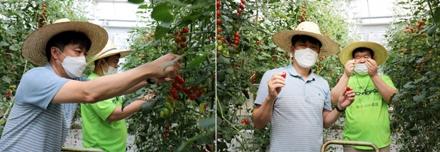 장애청년 직원 두철 씨와 함께 방울토마토를 수확 중인 김병두 대표