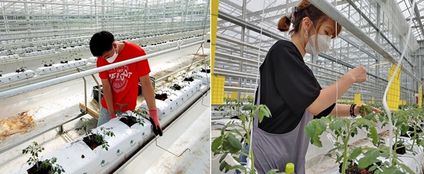 새 토마토 모종을 심었습니다. 