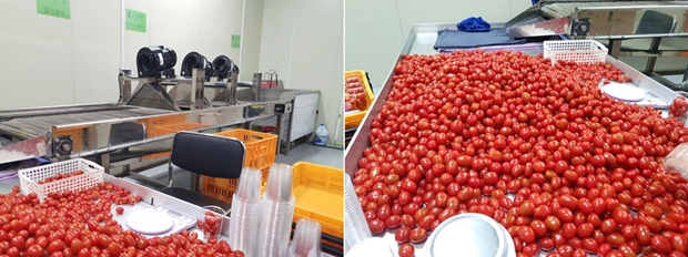 방울토마토 선별 기계(왼쪽)와 선별된 방울토마토들