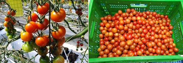잘 익은 방울토마토, 따기 전(왼쪽)과 후